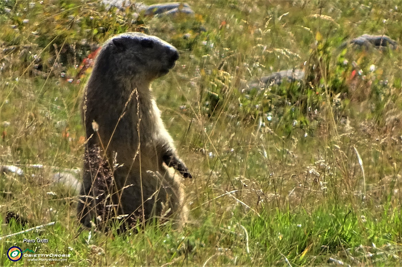 53 Marmotta in sentinella (allo zoom).JPG